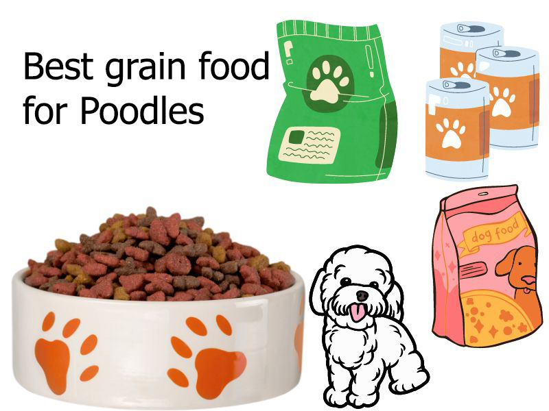 Top 6+ Best grain food for Poodles