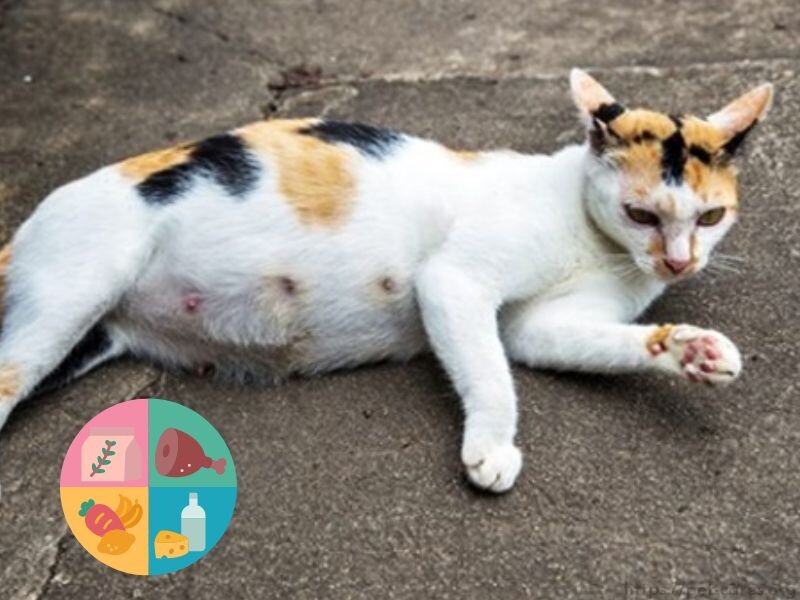 Diet and food for pregnant cats you need to know.