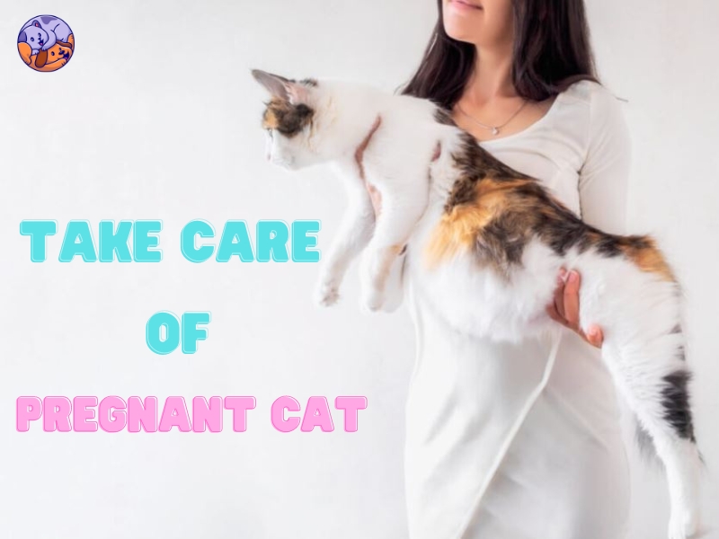 Guide take care of pregnant cat you need know